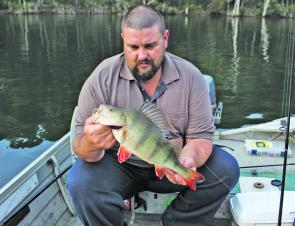 The author Robbie Alexander with a nice 42cm redfin taken on a Damiki D-grub in 9m of water at Lake William Hovell in May.