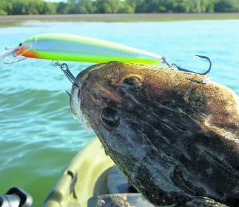 Even small flathead smack the author’s go-to Bagley Rumble B 09.