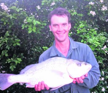 Flashback to a surprise trolling capture from over 15 years ago – 71cm of grunter from a small Brisbane creek.