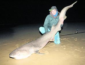 Seven-gill sharks can be caught from the beach right around Western Port. Trent happily displays this one just prior to release.