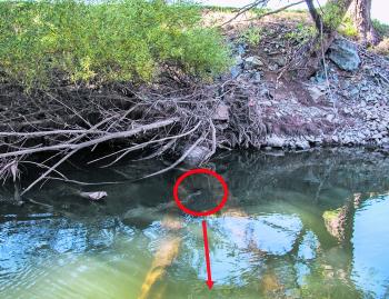 The water is clear, so you can see the fork in the snag. This is the perfect water height to cast at this log. All you need to do is drop your lure as far back into the fork as possible and retrieve it straight out.