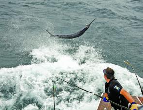 The tag is just about to go in on another Port Stephens striped marlin. This is the month if you wish to tag one, too.