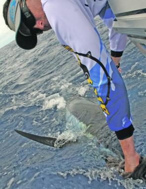 The author releases a blue marlin estimated at 160kg at the Tweed Canyons.