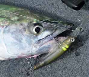 Lots of areas throughout Moreton Bay will start to hold numbers of school mackerel over the next few months.