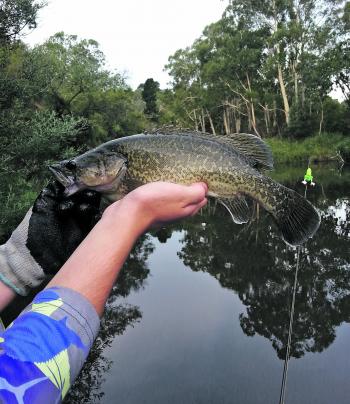 A beautifully marked Murray cod caught in spectacular surrounds.