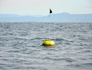 Coffs’ waver recorder buoy has held good numbers of mahi mahi right through winter.