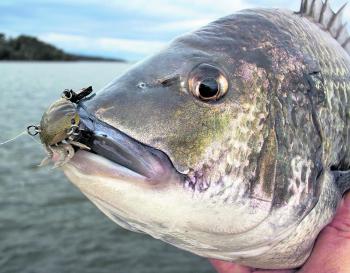Fishing Monthly Magazines : How to use crab lures