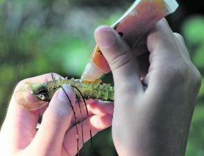 Adding scent additives or feeding stimulants to lures is becoming an increasingly common practice amongst keen anglers. At worst, these agents probably help to mask human odours. At best, they could spell the difference between getting a bite and missing 