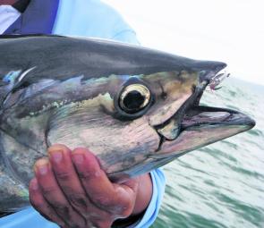 This longtail tuna was caught on a fly. They are a highly sort-after species by anglers as they are a stubborn adversary, grow to over 20kg in weight and offer an awesome feed. 