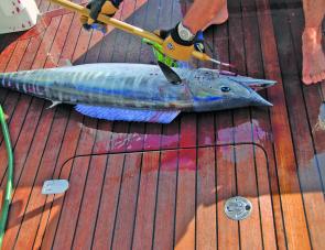 Make sure you have plenty of clear deck space before hoisting a wahoo aboard.
