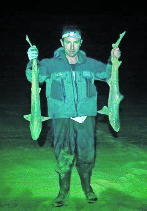 Clint Jones managed to pick the one in a million night where there was no weed on the beach. He managed to land these 2 nice gummy sharks in perfect conditions.