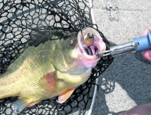 Leslie and Coolmunda dams will produce golden perch on both trolled and cast lures.