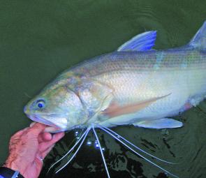 Return threadfin to the water quickly and swim them to ensure high survival rates.