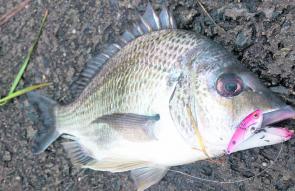 Bream on blades will be more common during the cooler months